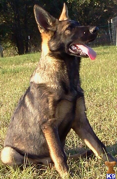 german shepherd puppy posted by Halo German Shepherds
